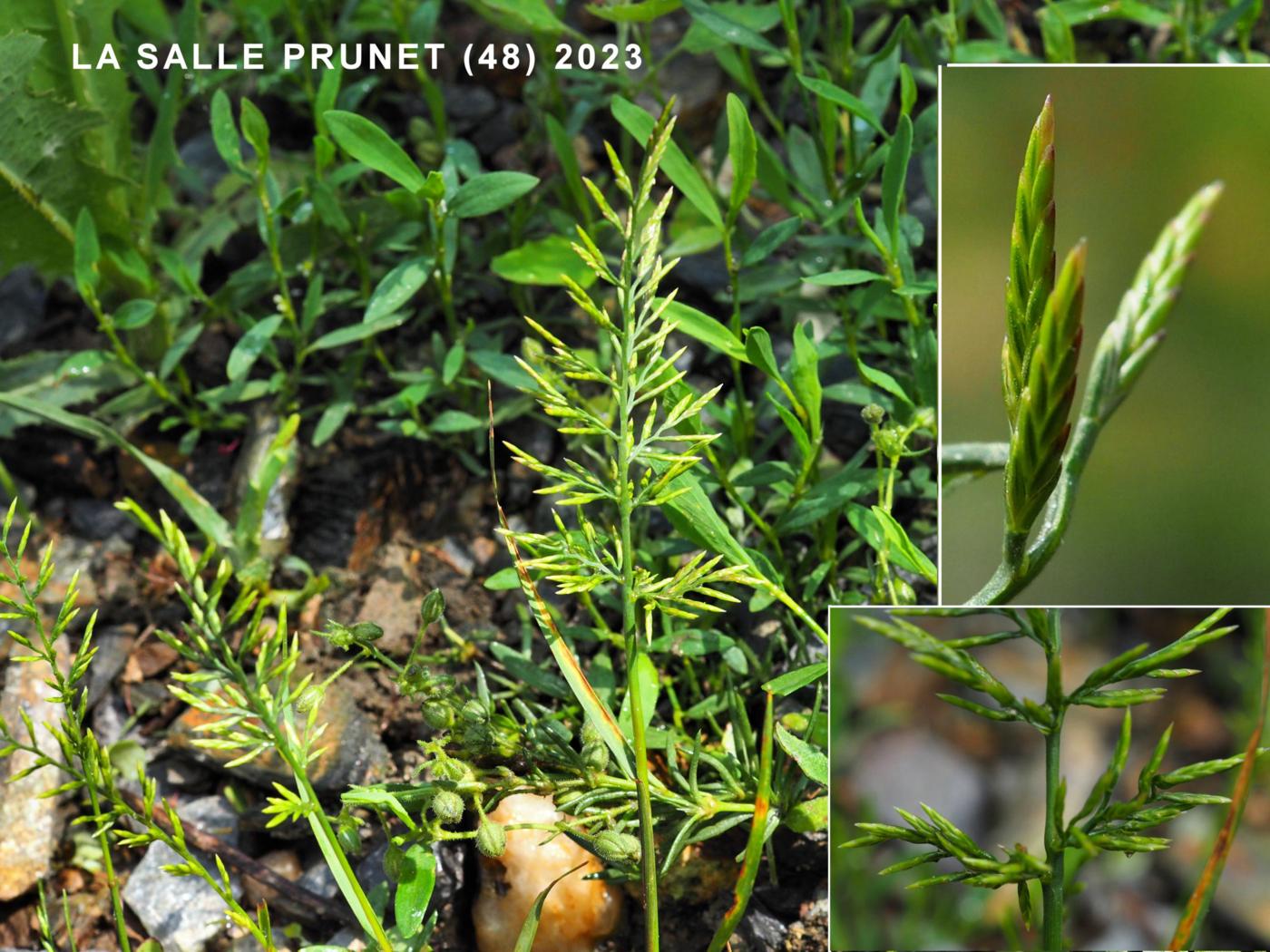 Fern Grass flower